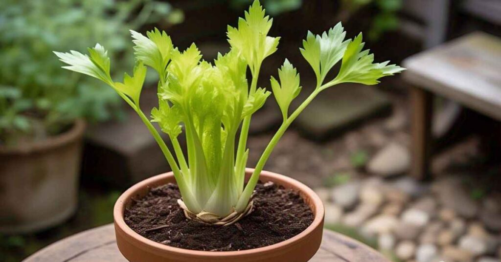 REGROW Veggies
